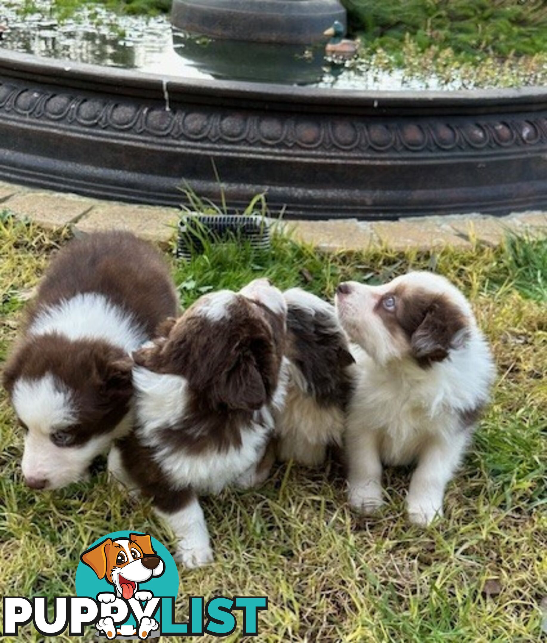 BORDER COLLIE PUPPIES