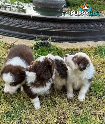 BORDER COLLIE PUPPIES