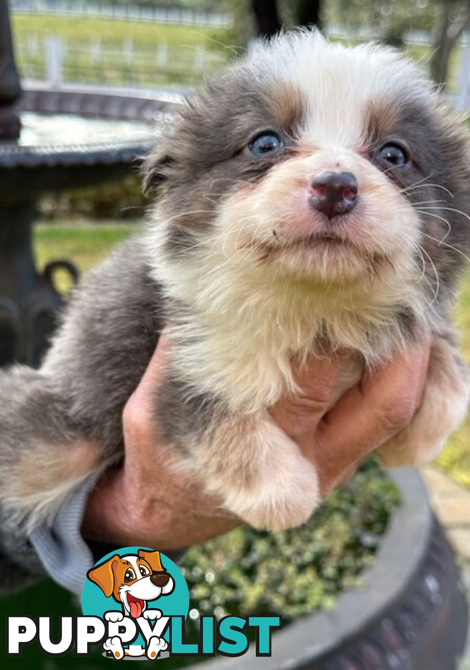 BORDER COLLIE PUPPIES