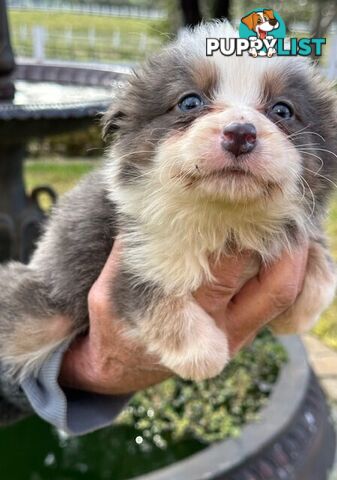 BORDER COLLIE PUPPIES