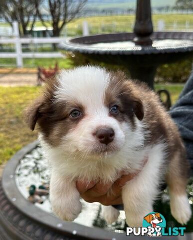 BORDER COLLIE PUPPIES