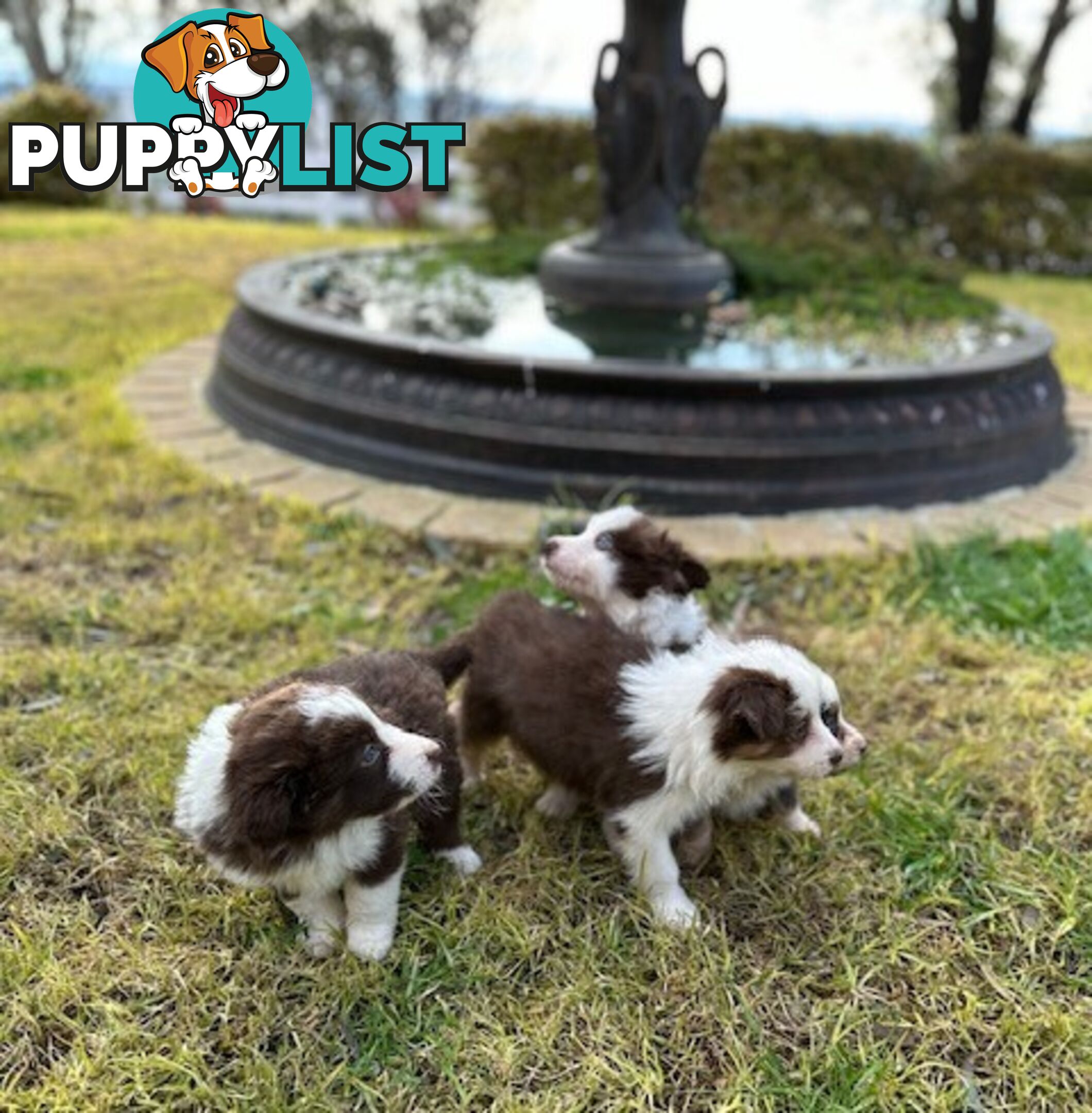 BORDER COLLIE PUPPIES