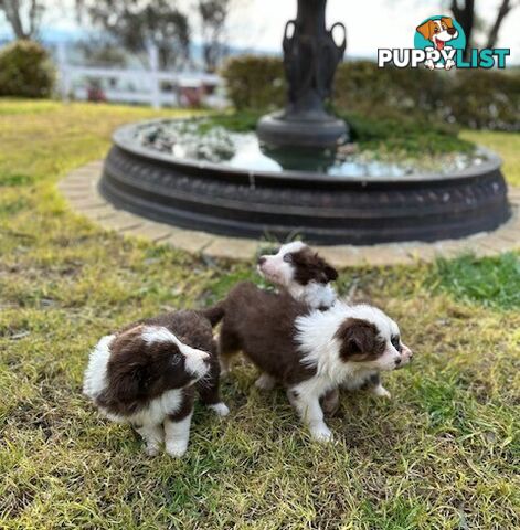 BORDER COLLIE PUPPIES