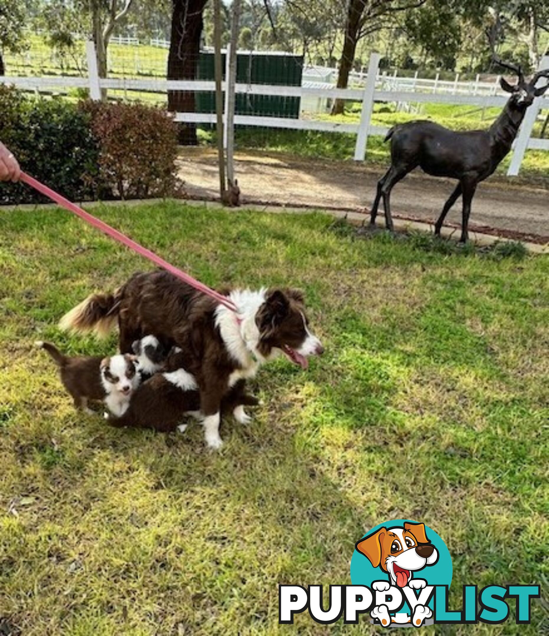 BORDER COLLIE PUPPIES