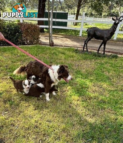 BORDER COLLIE PUPPIES