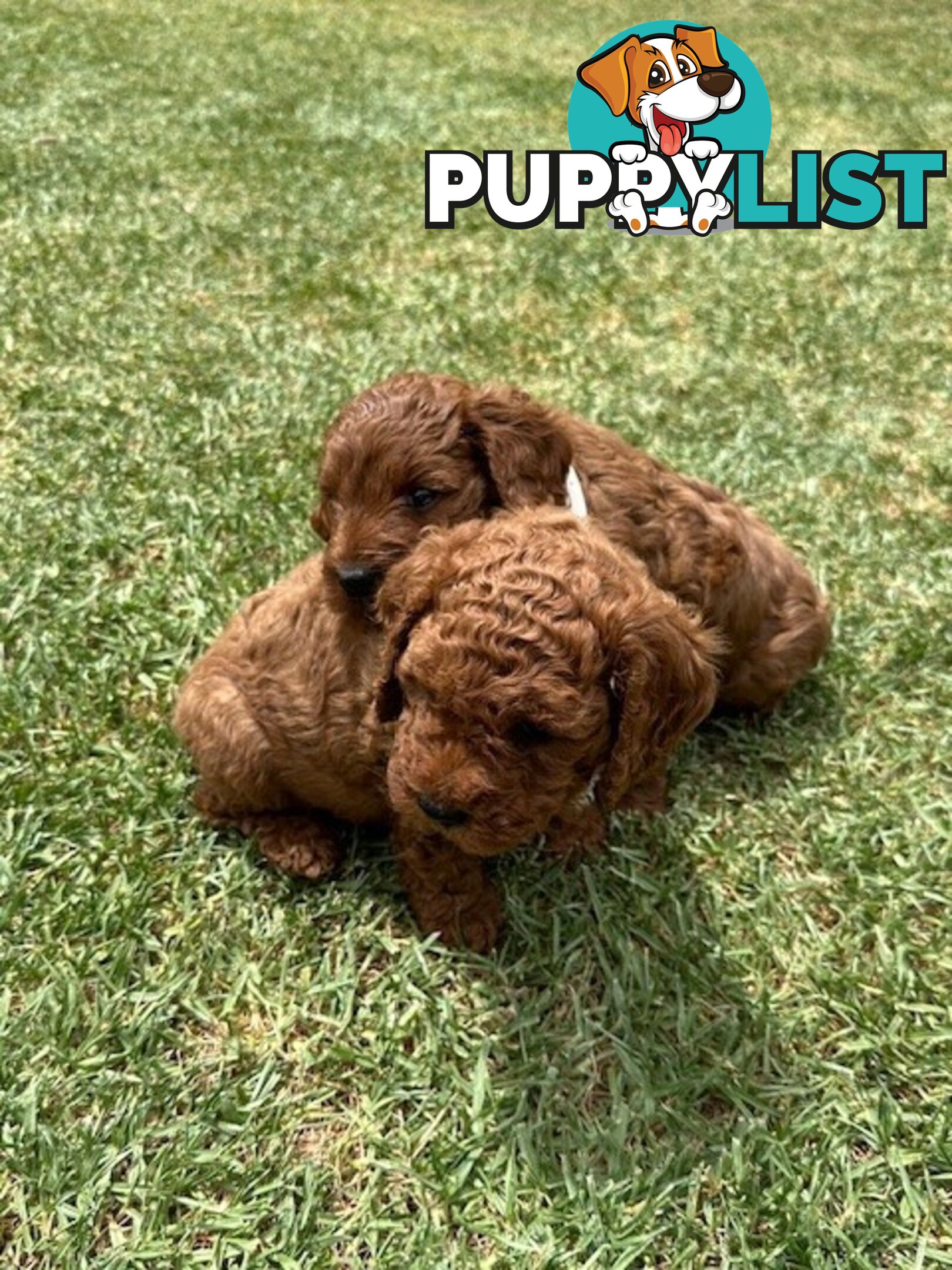 FEMALE MINITURE CAVOODLE PUPPIES