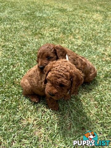 FEMALE MINITURE CAVOODLE PUPPIES