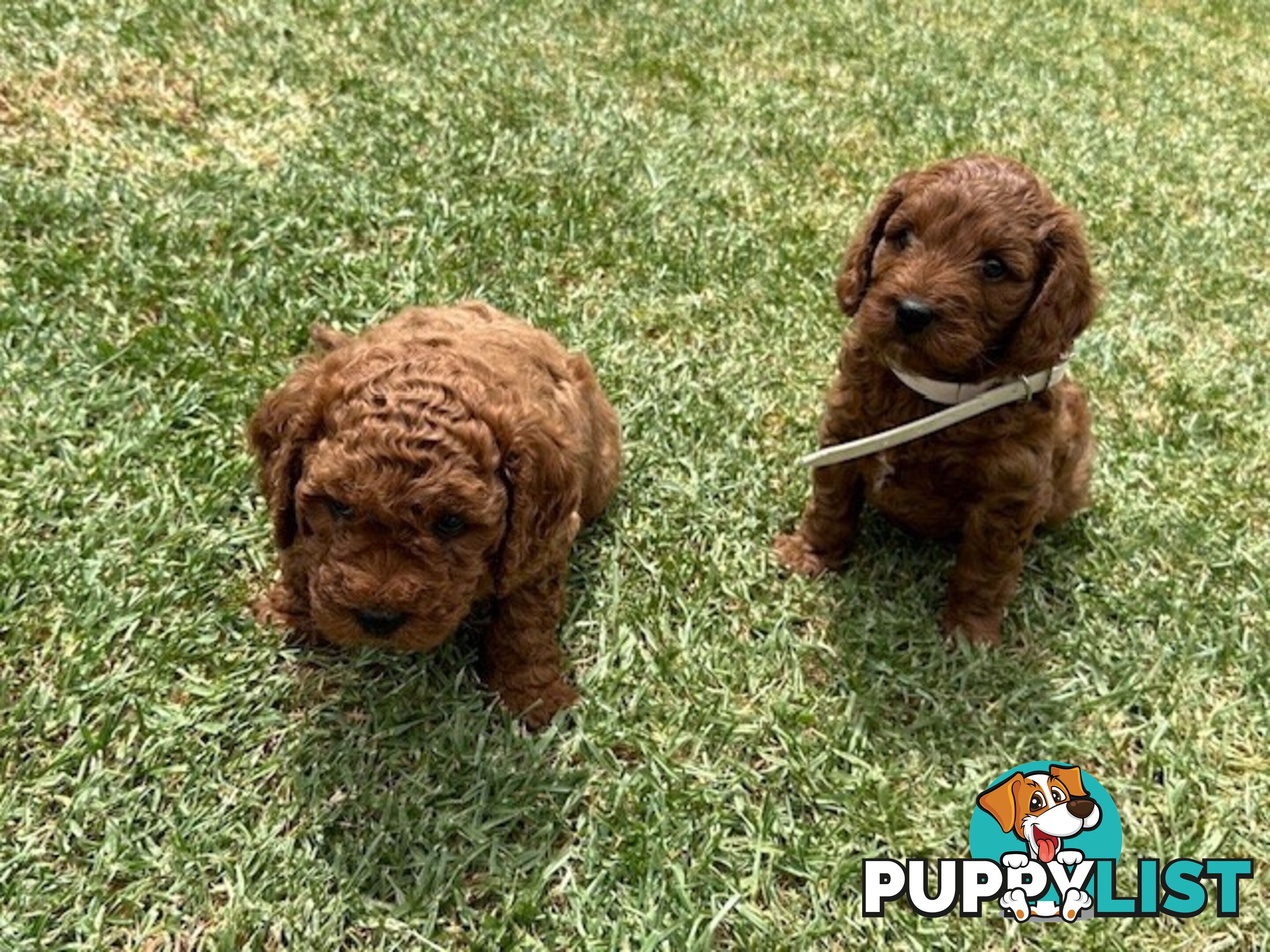 FEMALE MINITURE CAVOODLE PUPPIES