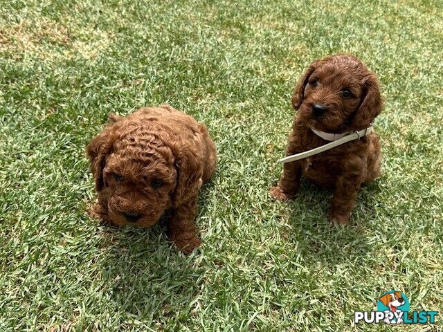 FEMALE MINITURE CAVOODLE PUPPIES