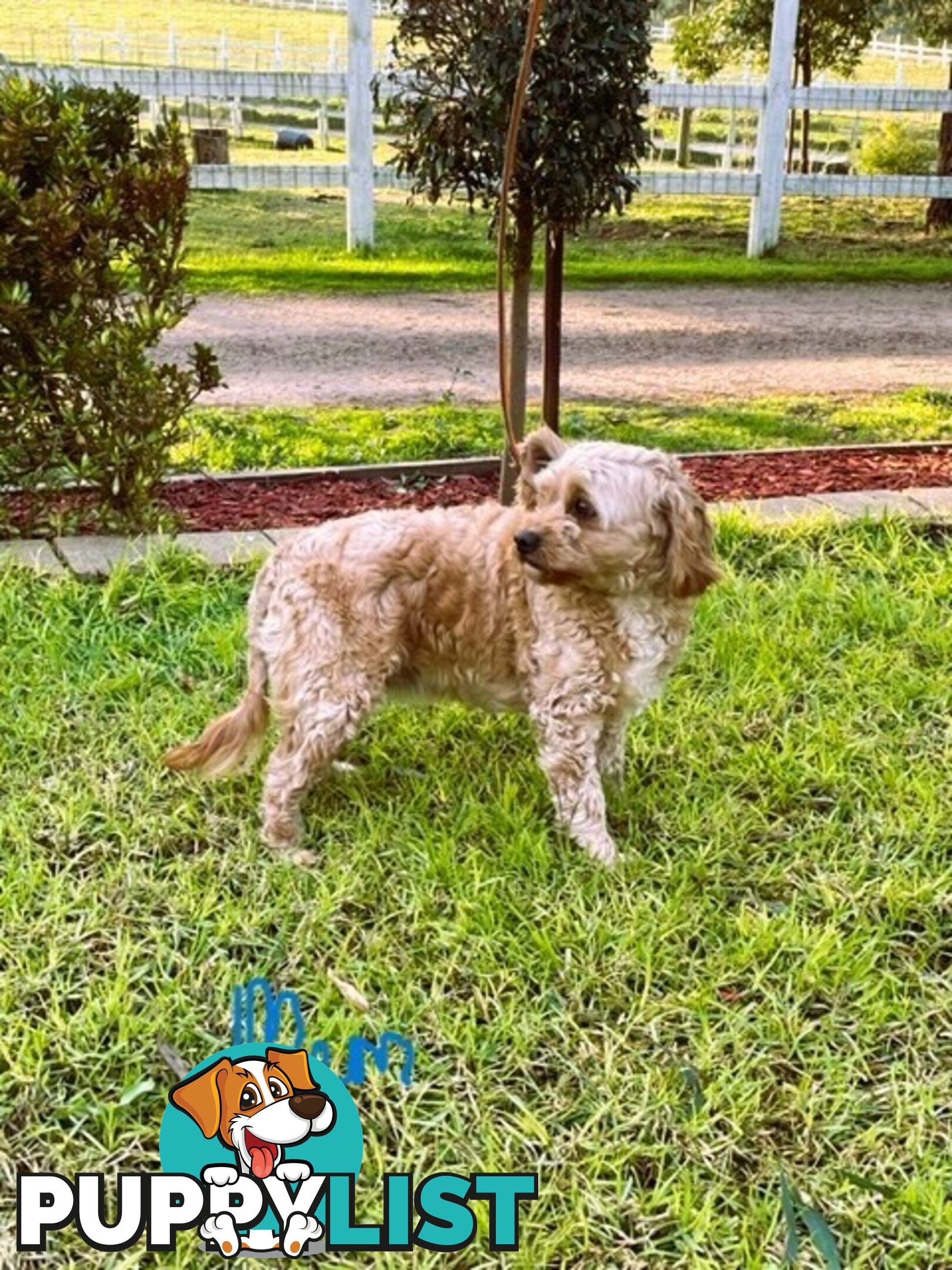 FEMALE MINITURE CAVOODLE PUPPIES