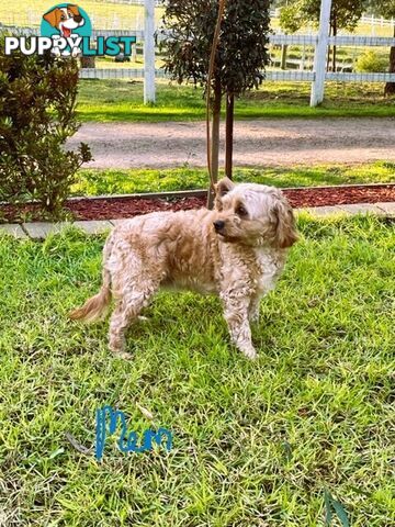 FEMALE MINITURE CAVOODLE PUPPIES