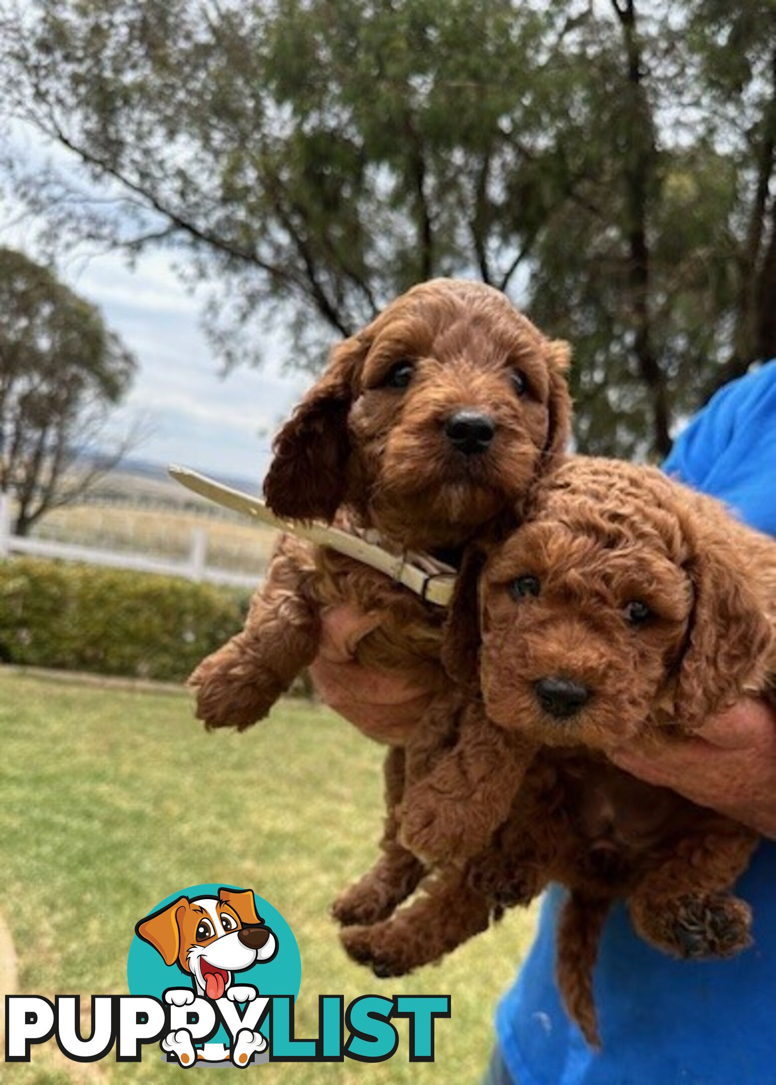 FEMALE MINITURE CAVOODLE PUPPIES