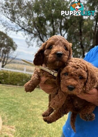 FEMALE MINITURE CAVOODLE PUPPIES