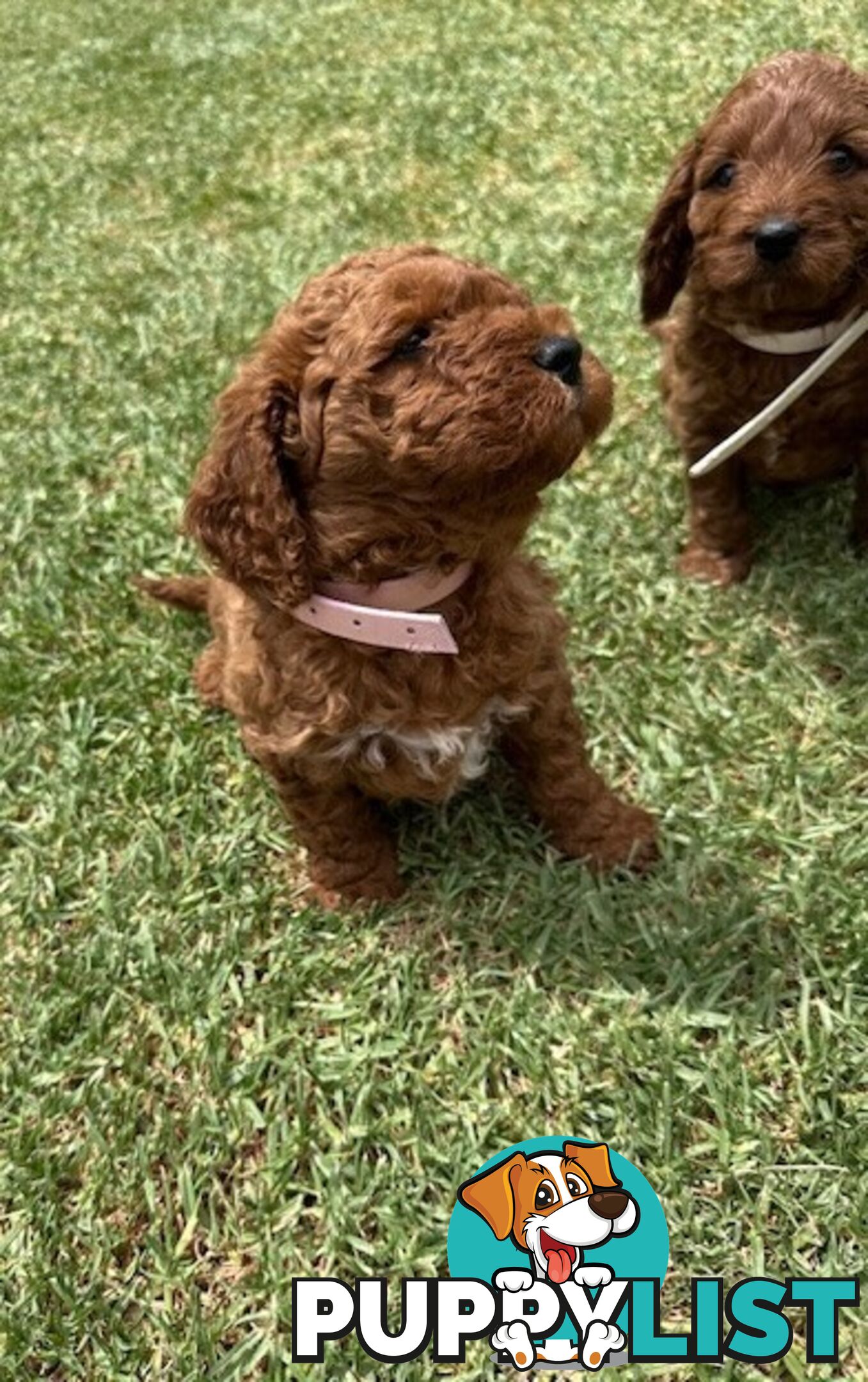 FEMALE MINITURE CAVOODLE PUPPIES