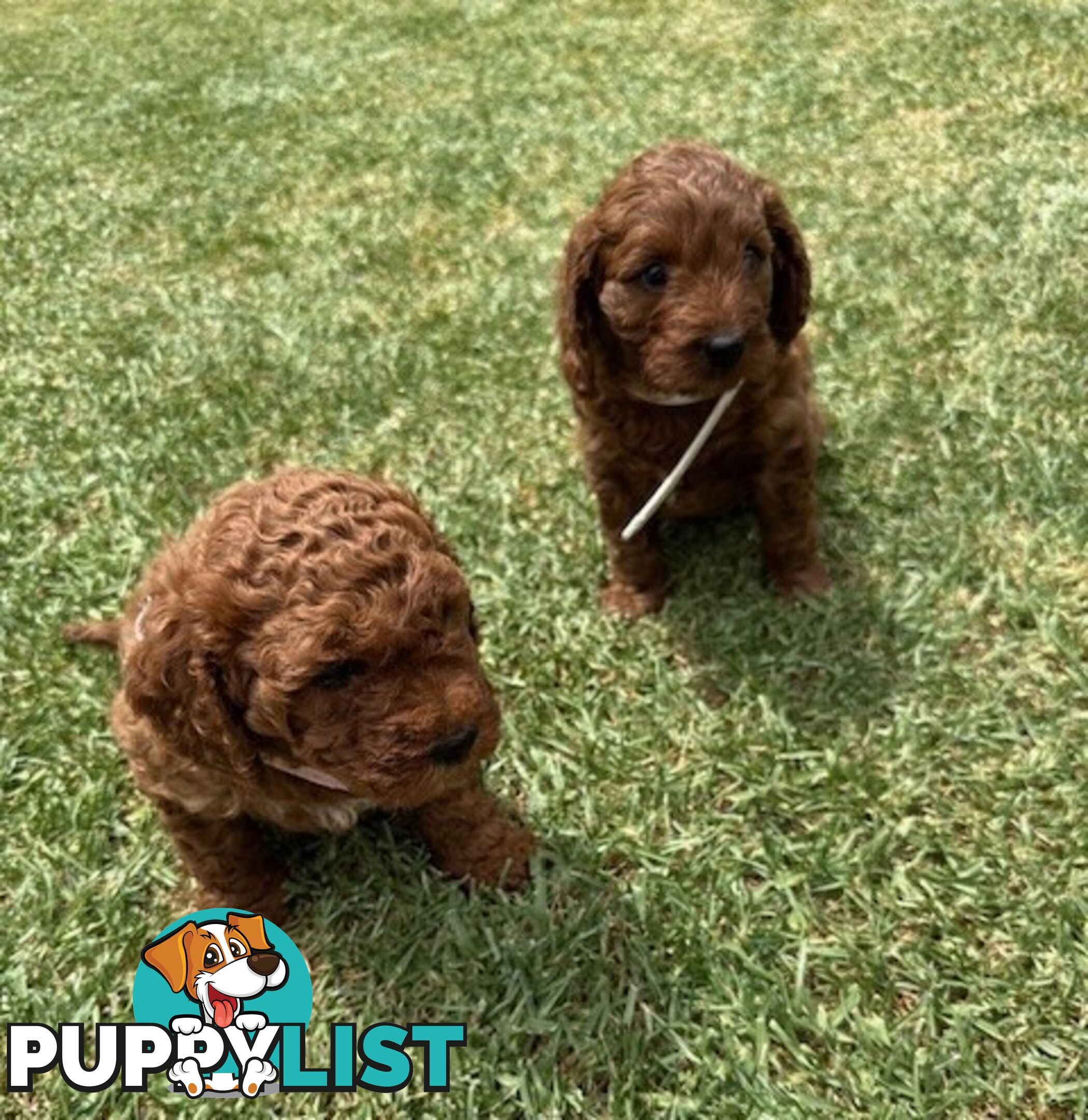 FEMALE MINITURE CAVOODLE PUPPIES