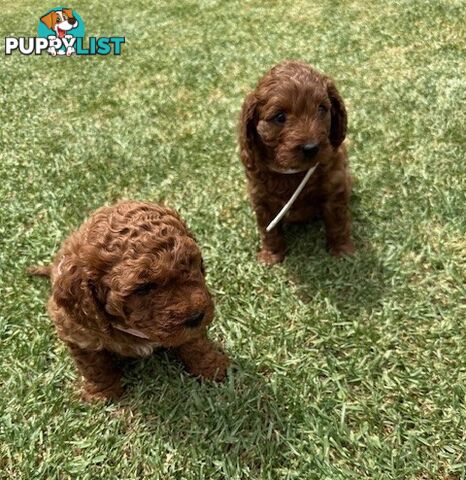 FEMALE MINITURE CAVOODLE PUPPIES