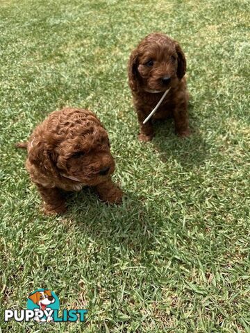 FEMALE MINITURE CAVOODLE PUPPIES