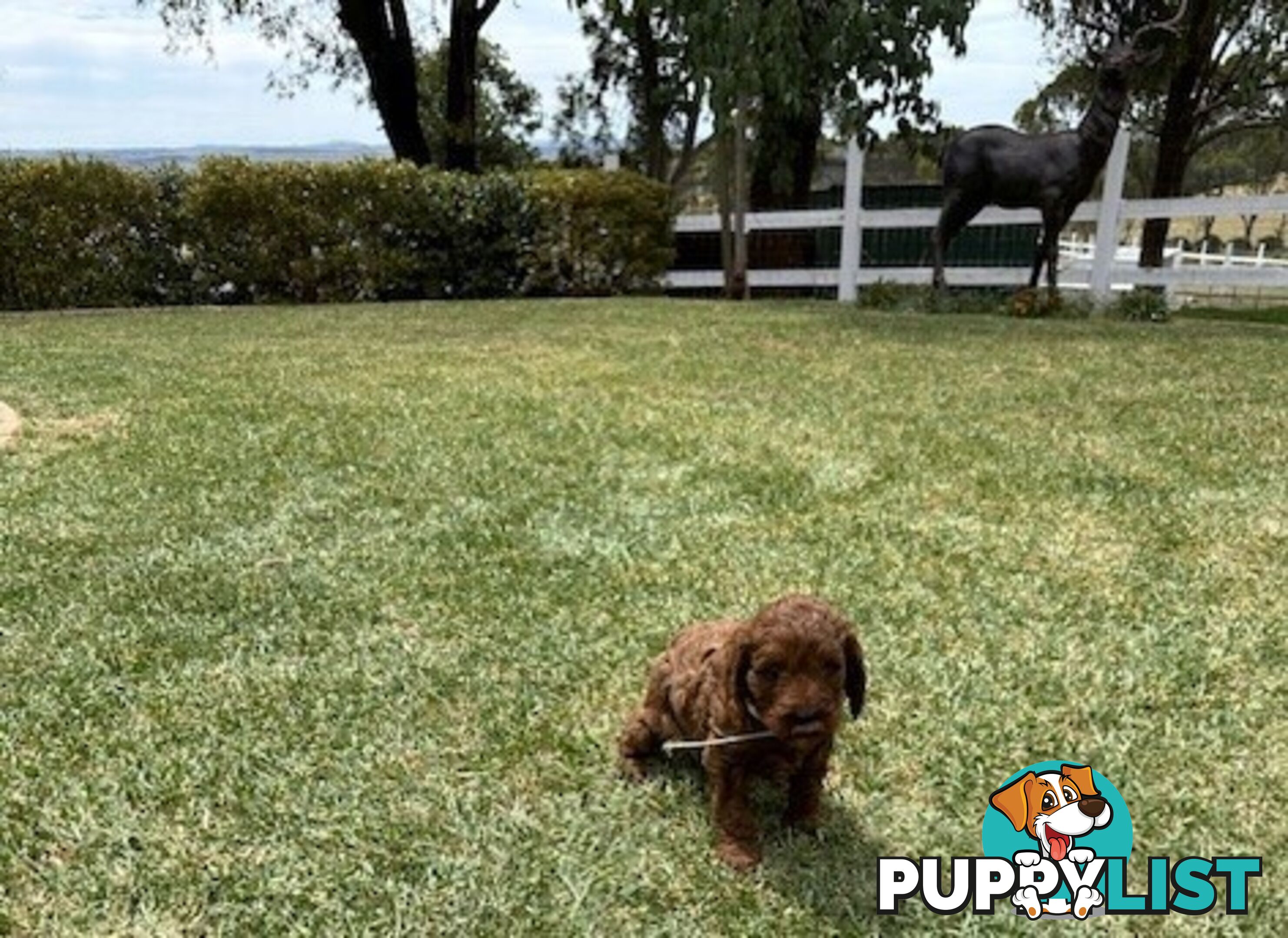 FEMALE MINITURE CAVOODLE PUPPIES