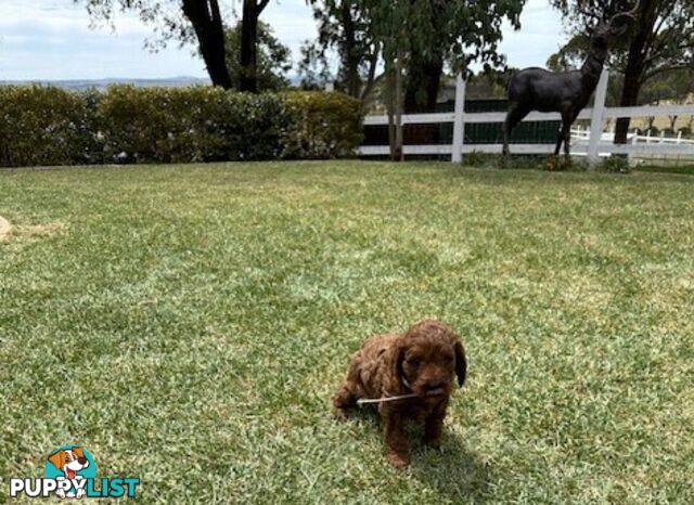 FEMALE MINITURE CAVOODLE PUPPIES