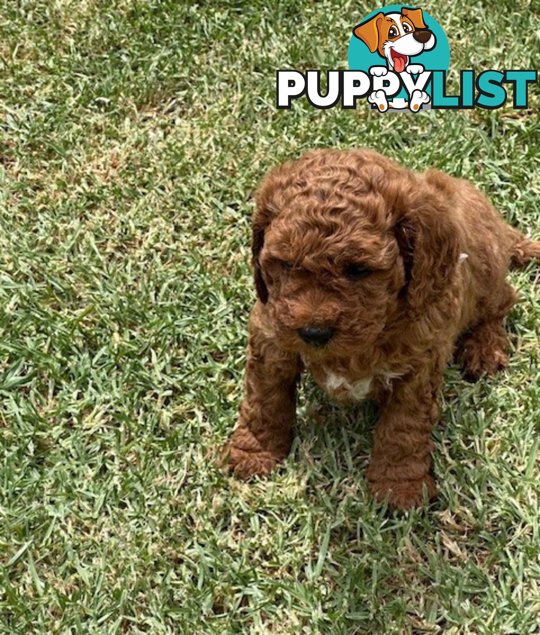 FEMALE MINITURE CAVOODLE PUPPIES