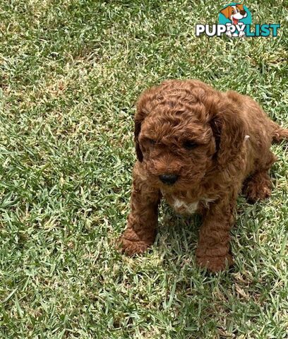 FEMALE MINITURE CAVOODLE PUPPIES