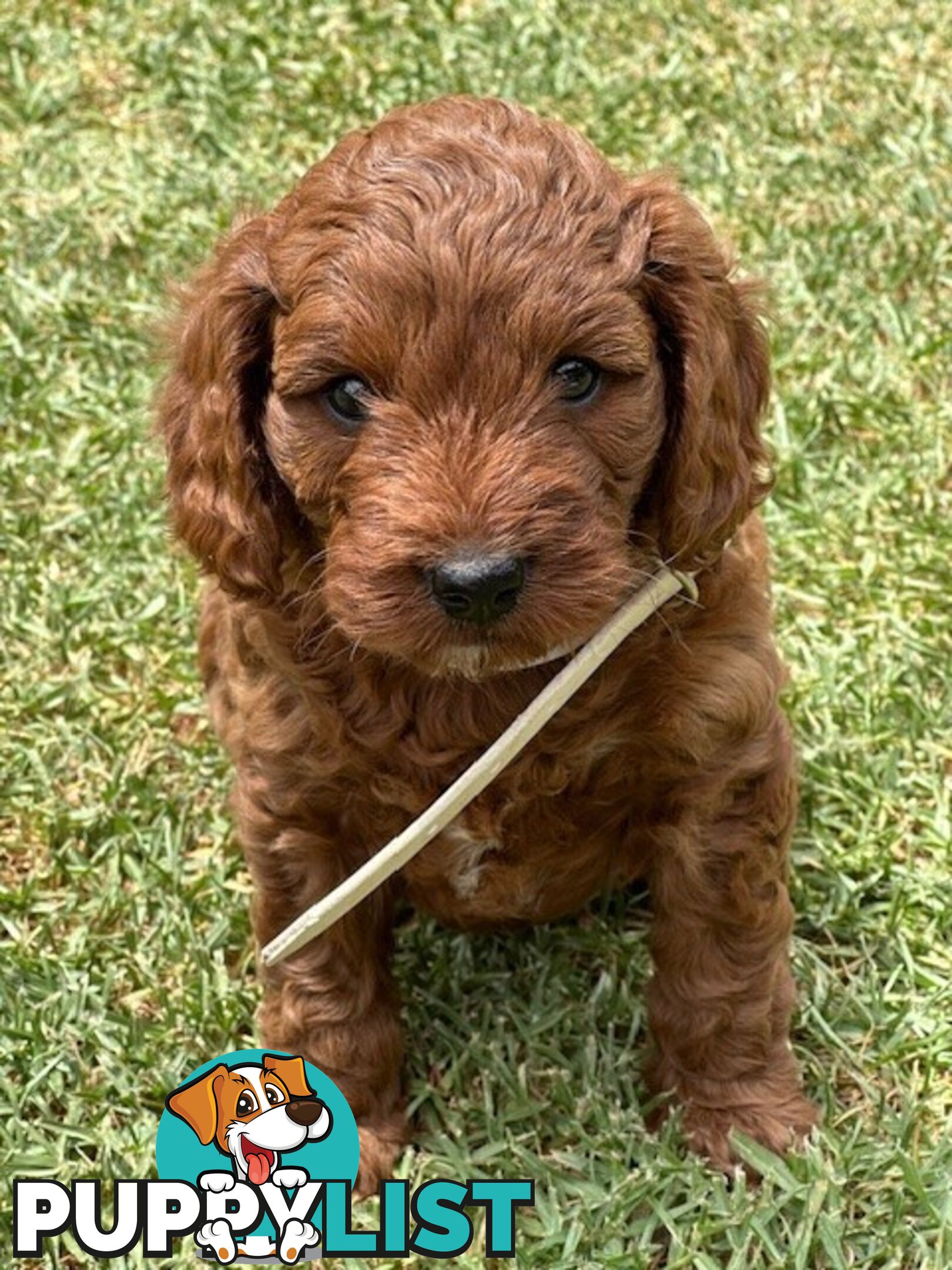 FEMALE MINITURE CAVOODLE PUPPIES