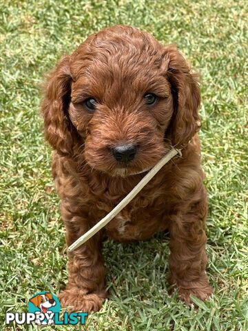 FEMALE MINITURE CAVOODLE PUPPIES