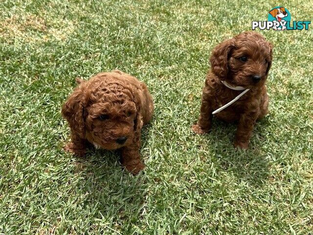 FEMALE MINITURE CAVOODLE PUPPIES