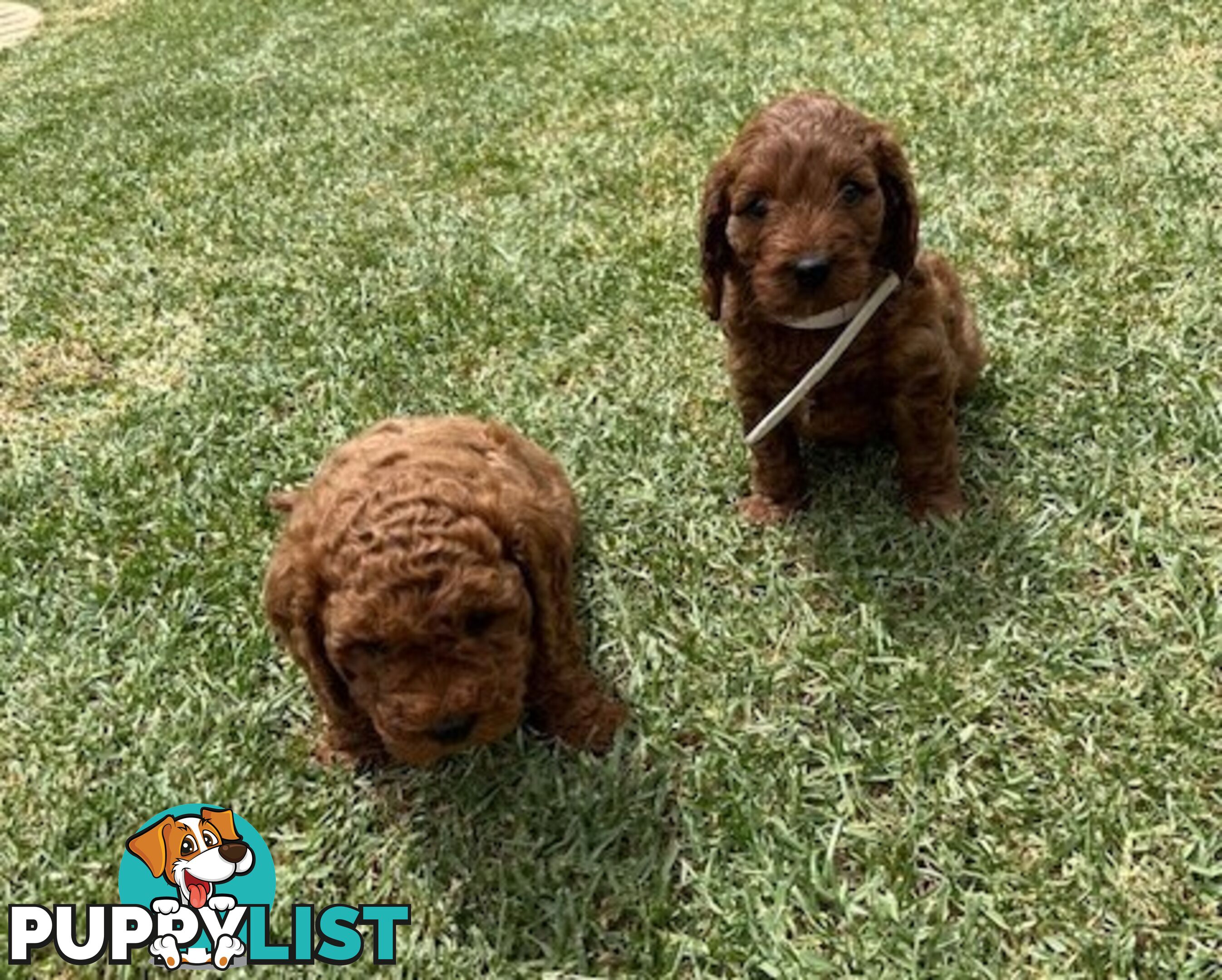 FEMALE MINITURE CAVOODLE PUPPIES