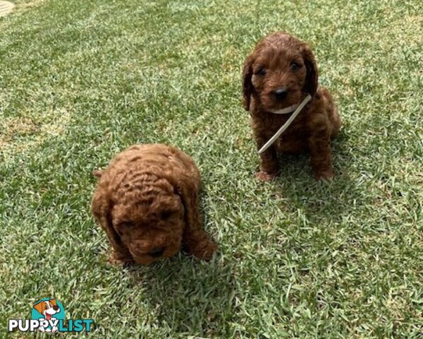 FEMALE MINITURE CAVOODLE PUPPIES