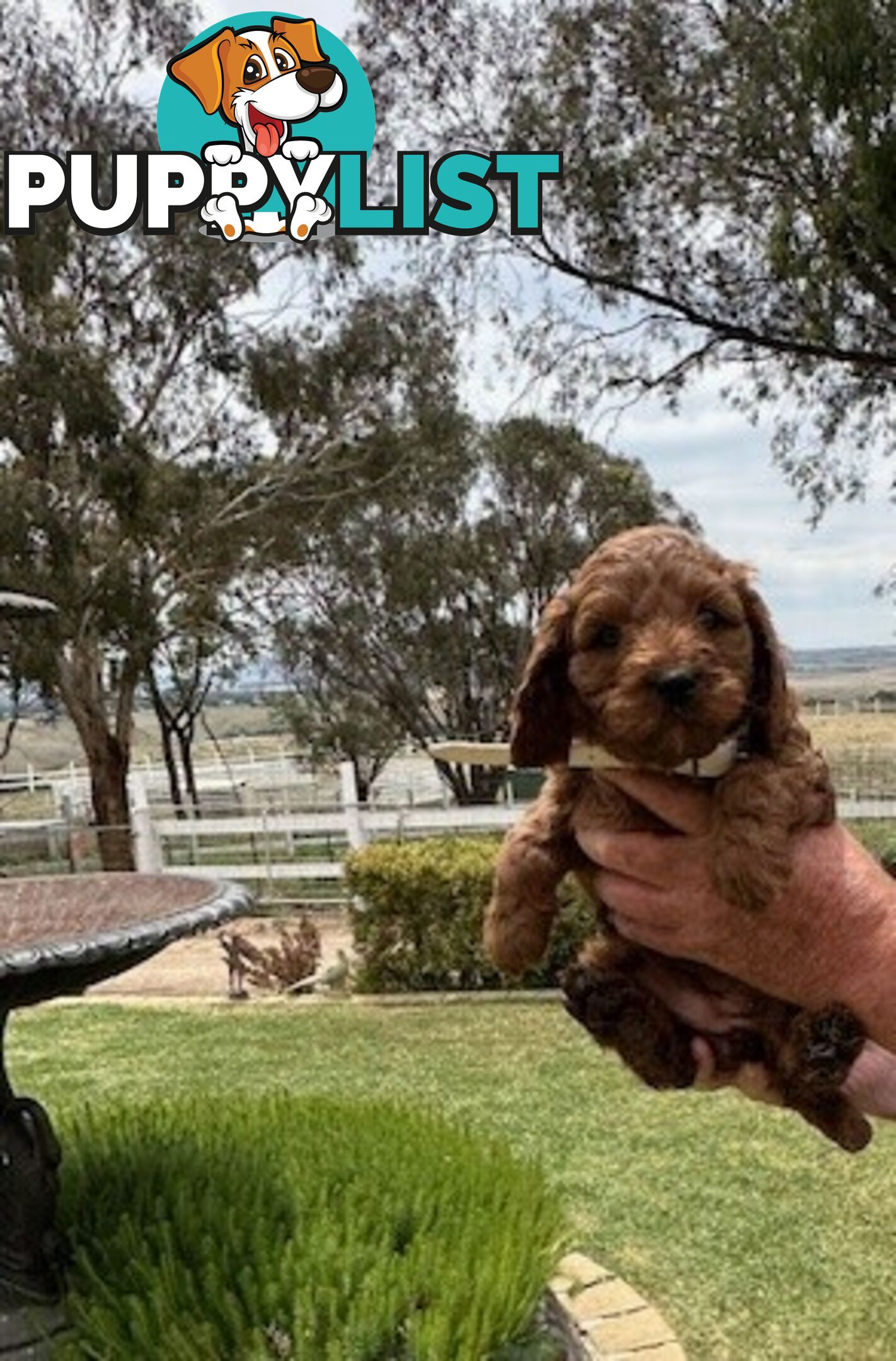 FEMALE MINITURE CAVOODLE PUPPIES