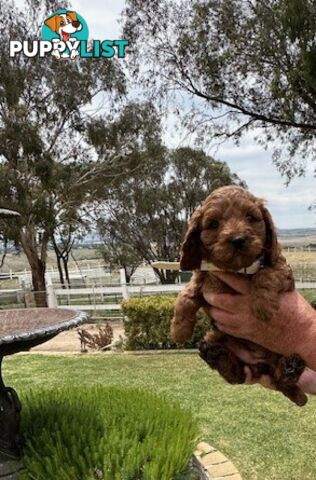 FEMALE MINITURE CAVOODLE PUPPIES