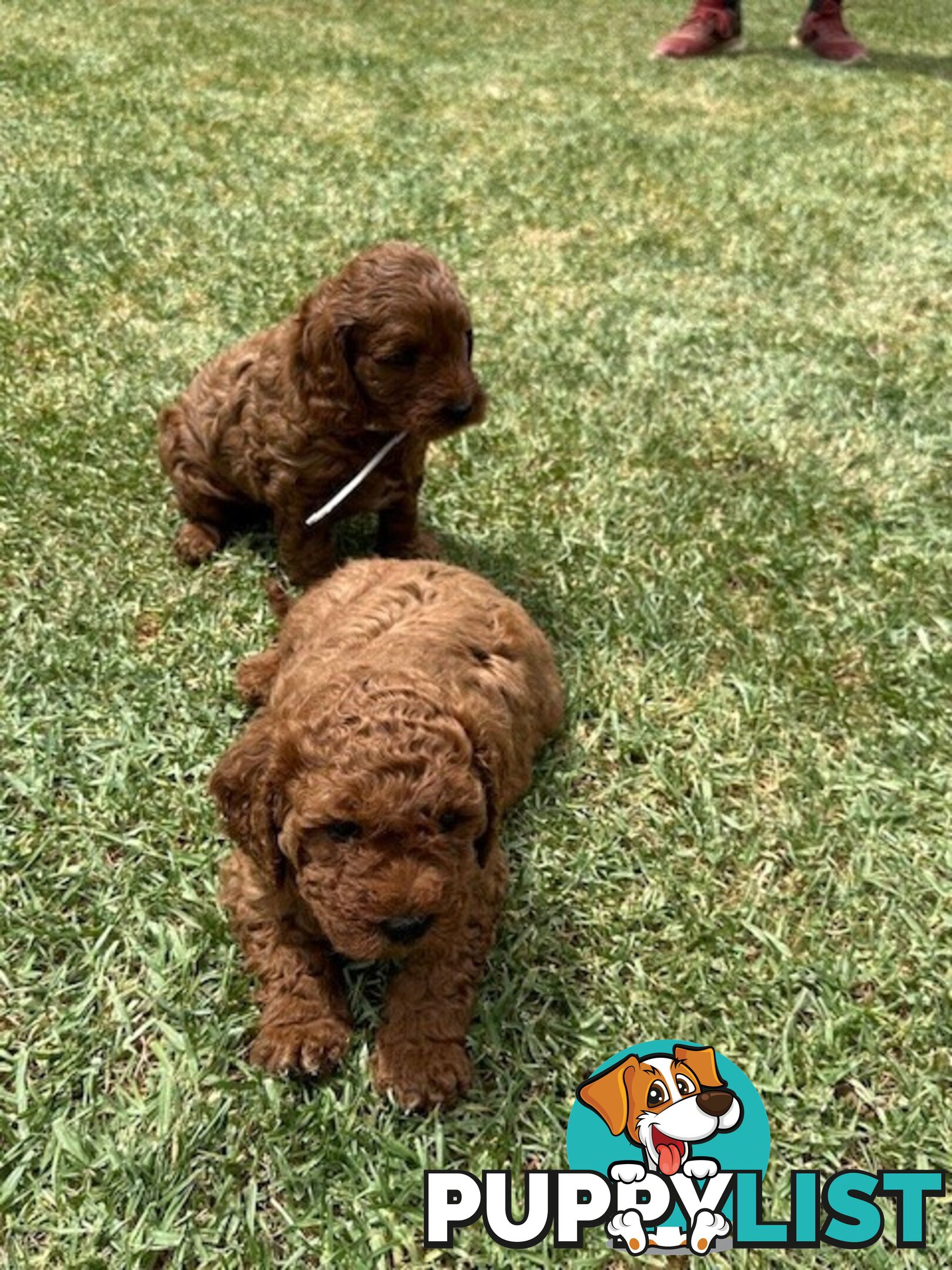 FEMALE MINITURE CAVOODLE PUPPIES