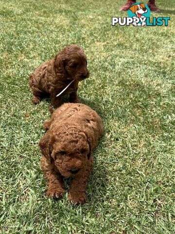 FEMALE MINITURE CAVOODLE PUPPIES