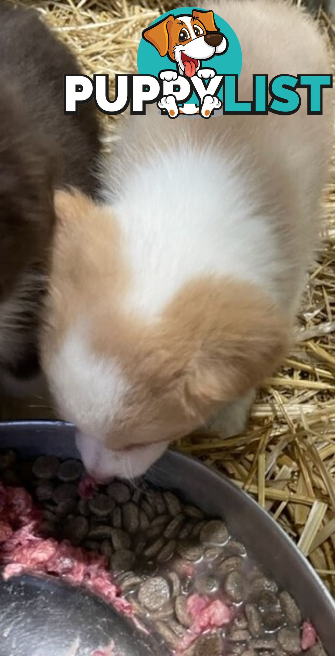 PURE BRED BORDER COLLIE PUPPIES