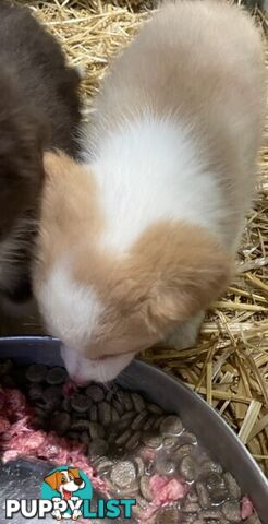 PURE BRED BORDER COLLIE PUPPIES