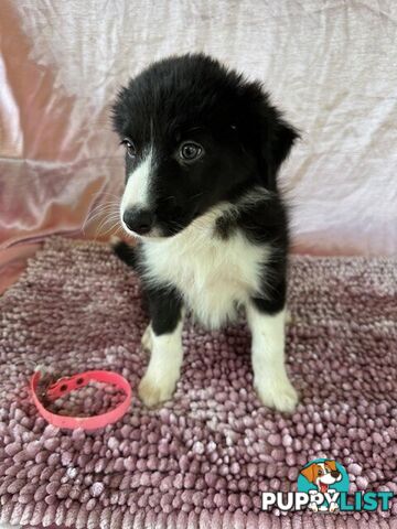 PURE BRED BORDER COLLIE PUPPIES