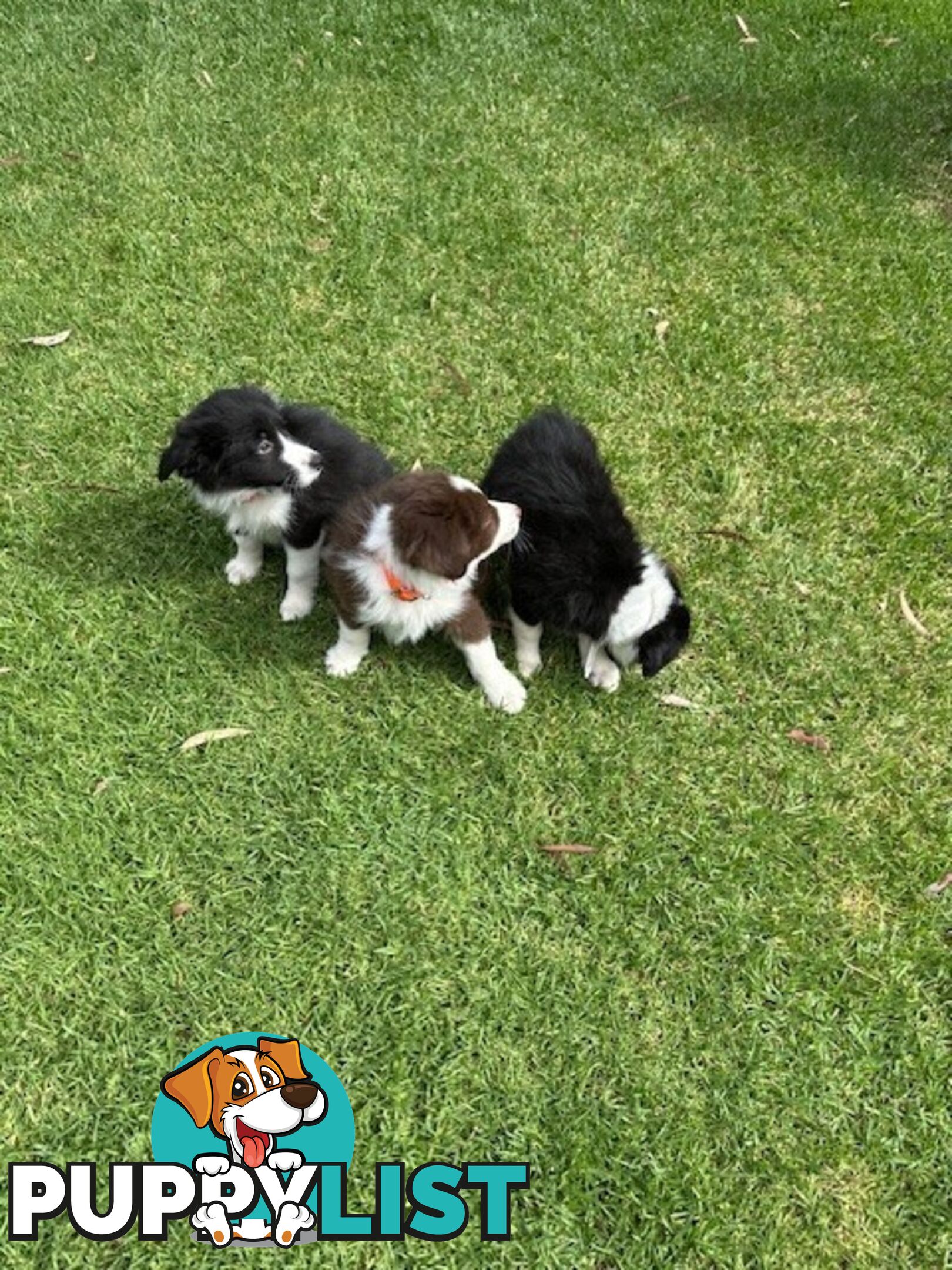 PURE BRED BORDER COLLIE PUPPIES