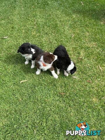 PURE BRED BORDER COLLIE PUPPIES