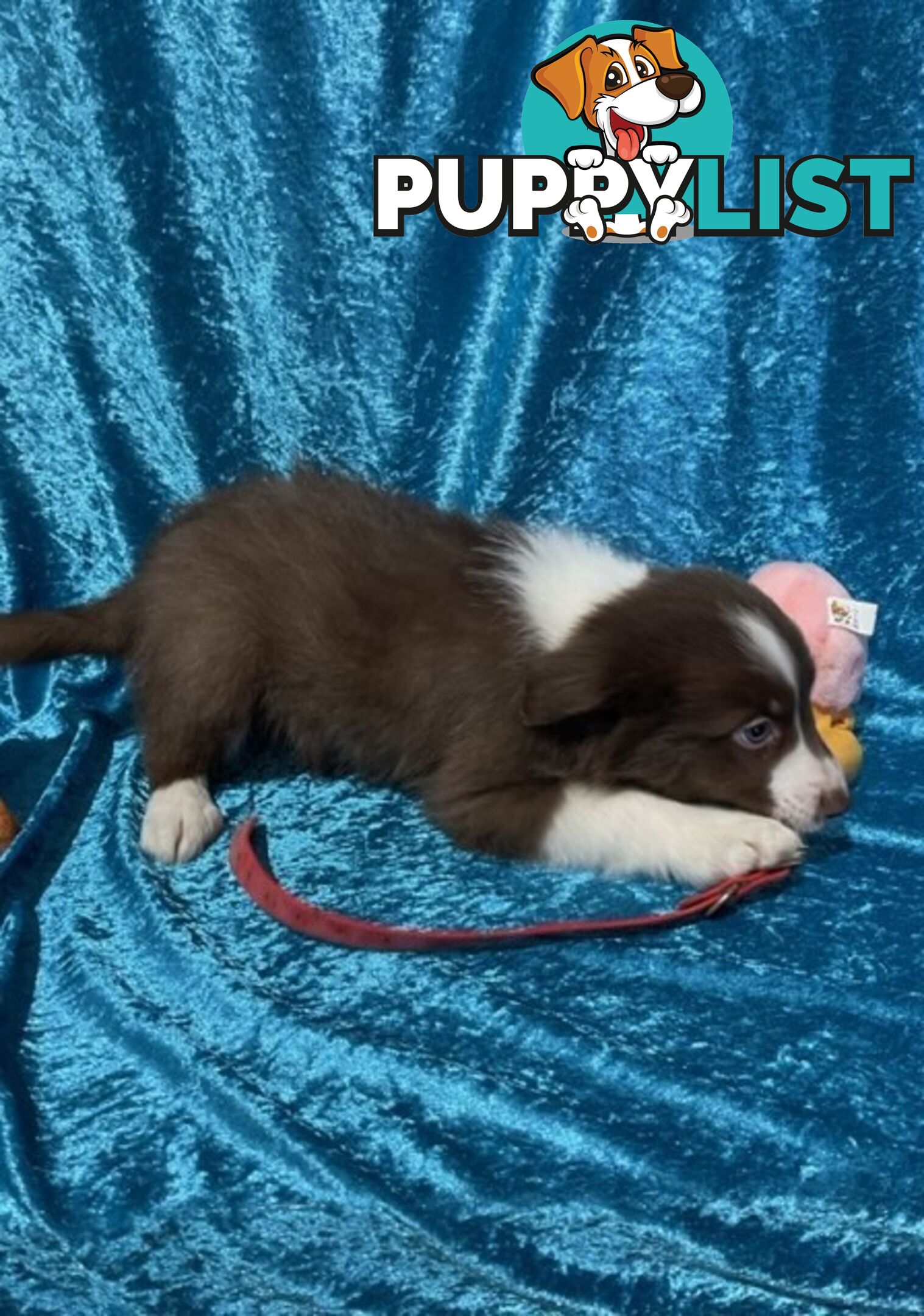 PURE BRED BORDER COLLIE PUPPIES