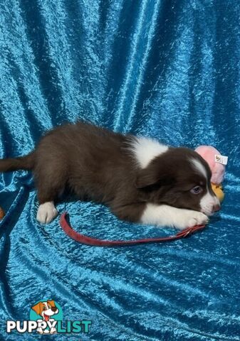 PURE BRED BORDER COLLIE PUPPIES