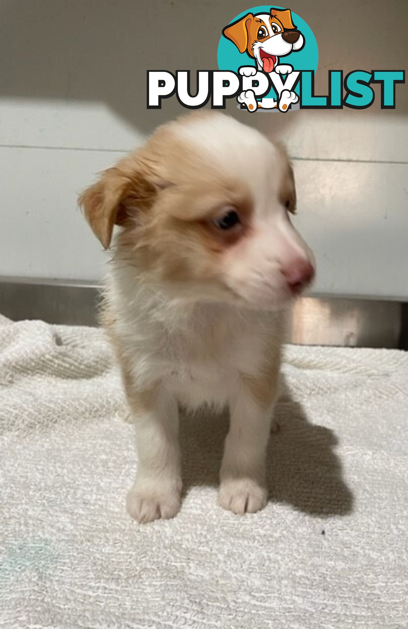 PURE BRED BORDER COLLIE PUPPIES