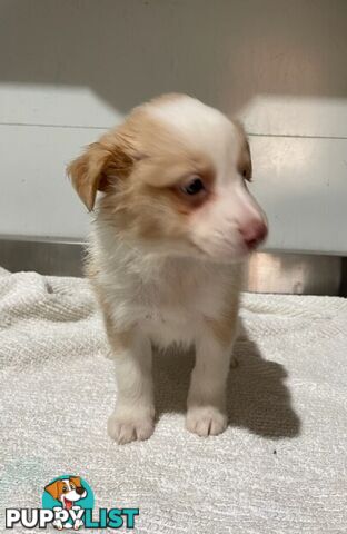 PURE BRED BORDER COLLIE PUPPIES