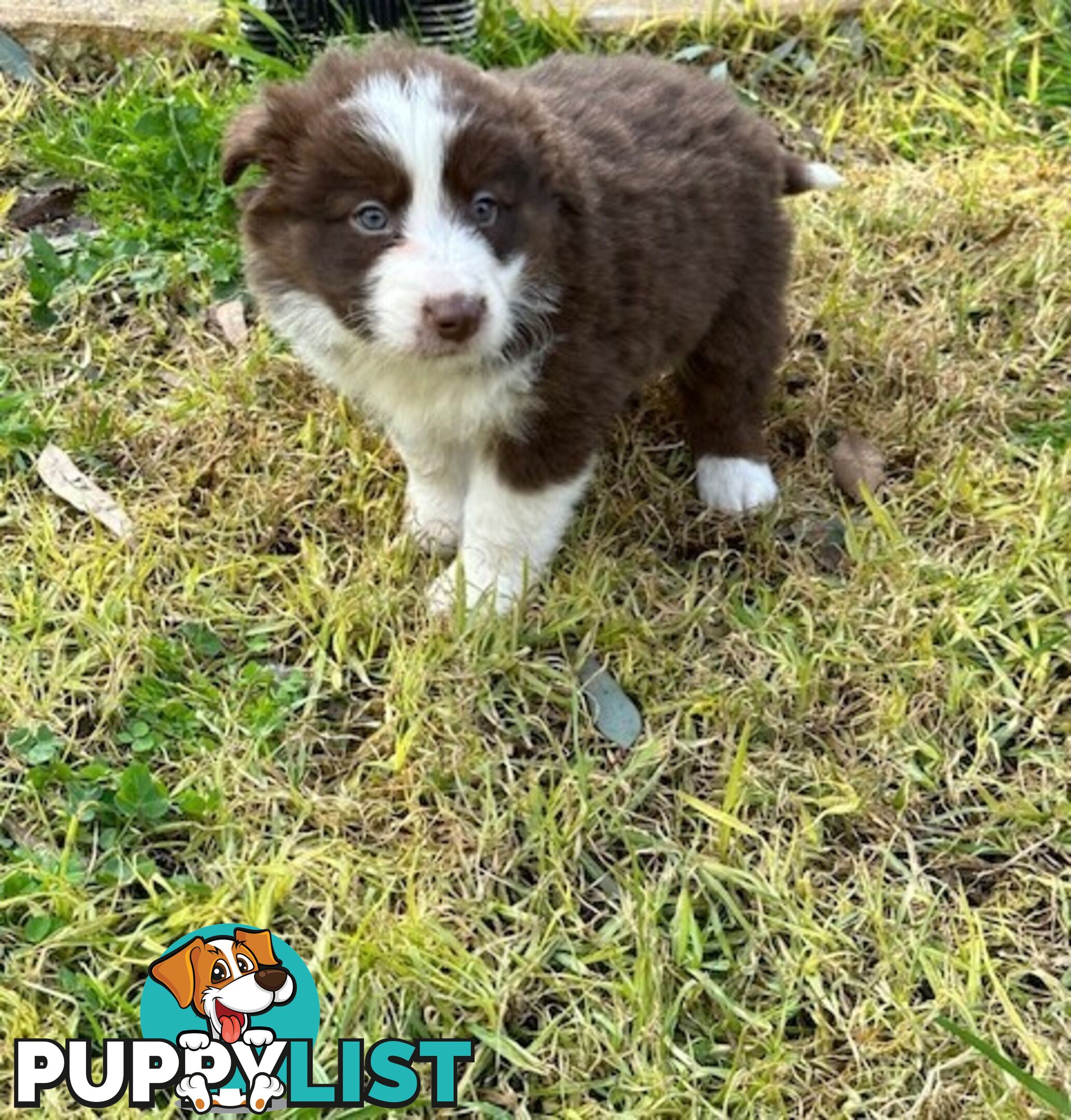 PURE BRED BORDER COLLIE PUPPIES