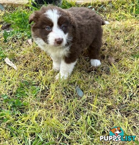 PURE BRED BORDER COLLIE PUPPIES