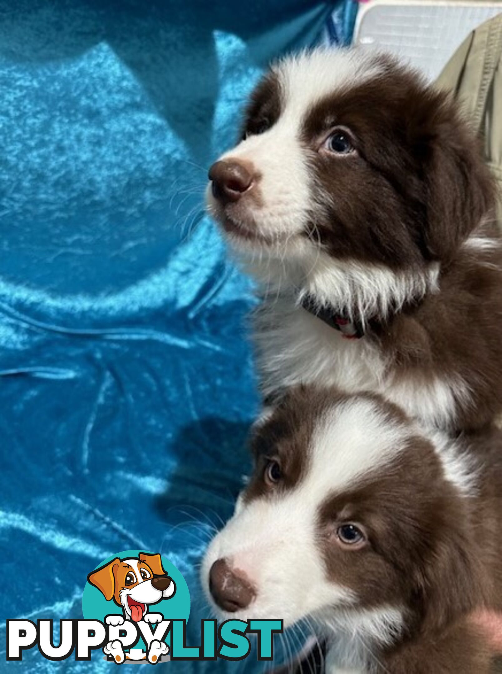 PURE BRED BORDER COLLIE PUPPIES