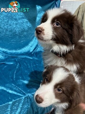 PURE BRED BORDER COLLIE PUPPIES