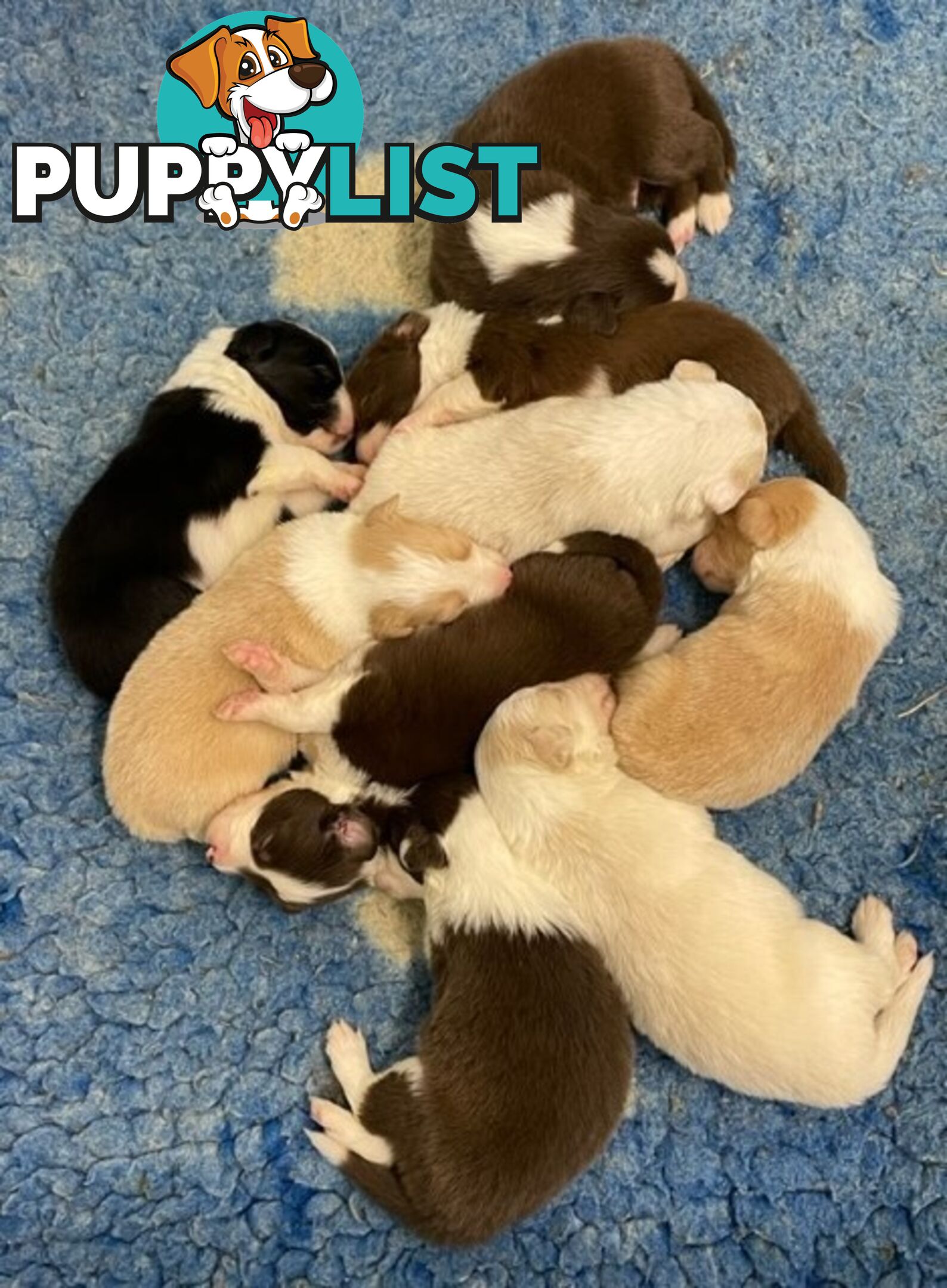 PURE BRED BORDER COLLIE PUPPIES