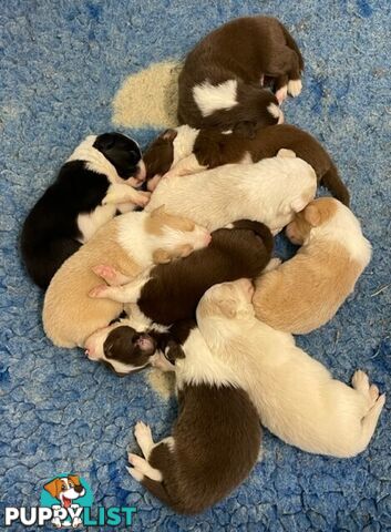 PURE BRED BORDER COLLIE PUPPIES