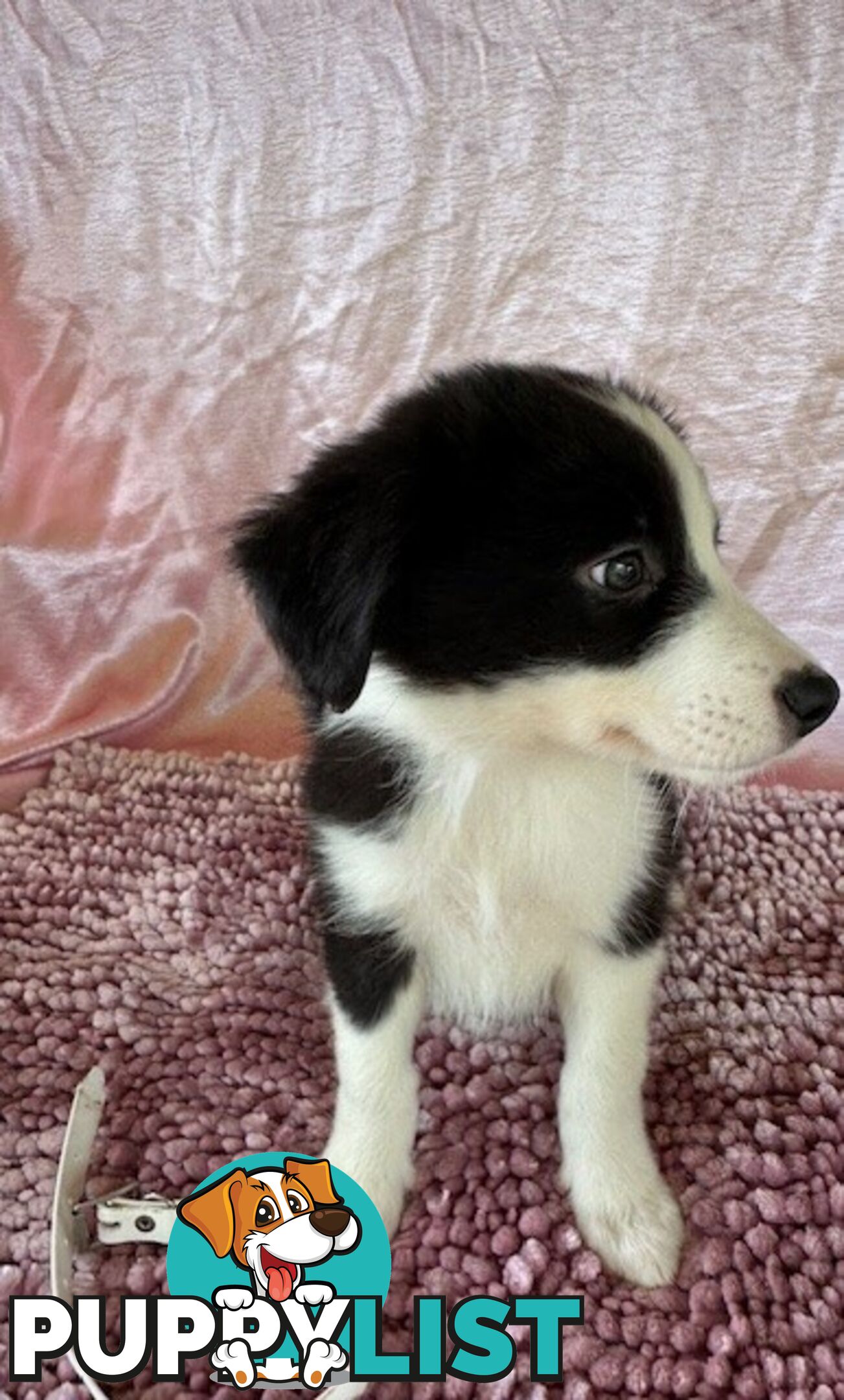 PURE BRED BORDER COLLIE PUPPIES